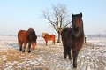 Winterweide 11-12 (172)
